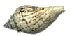 techshell2.gif