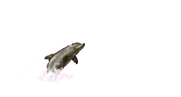 dolphin_Animationjumpright.gif